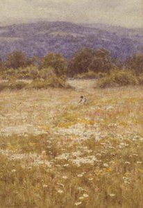 Sommerblumen