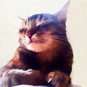 Die Katze, die die Sahne bekam, 2018