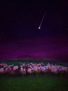 Herde bei Nacht, 2019