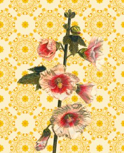 Stockrosen im Sonnenschein von Helen White