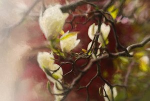 Magnolie, 2018