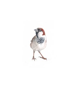 Männlicher Spatz III