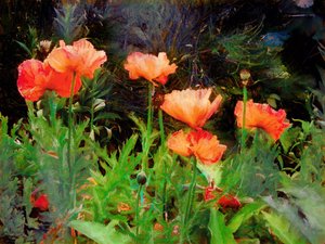 Pfirsichmohn, 2020 von Helen White