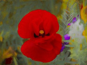 Scharlachrot von Helen White