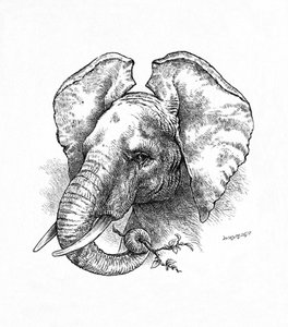 Afrikanischer Elefant, um 1900