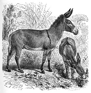 Afrikanischer Wildesel, um 1900 von Helena J. Maguire