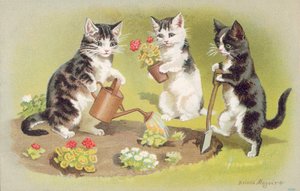 Katzenpostkarte