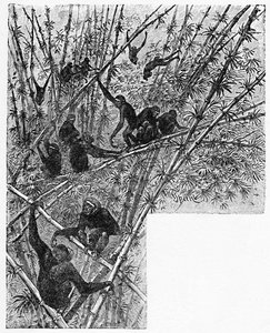 Hoolocks im Bambusdschungel, ca. 1900 von Helena J. Maguire