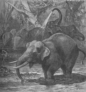 Indische Elefanten beim Baden von Helena J. Maguire