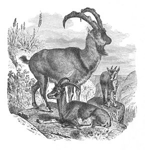 Persische Wildziegen, um 1900