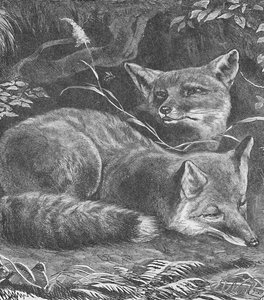 Der Fuchs zu Hause