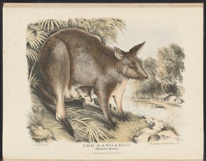 Säugetiere Australiens (Krefft) Nla.obj-33627803-12 Das Känguru