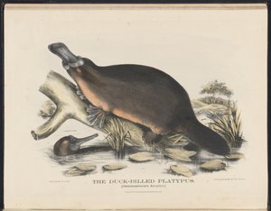 Säugetiere Australiens (Krefft) Nla.obj-33627803-16 Das Schnabeltier von Helena Scott