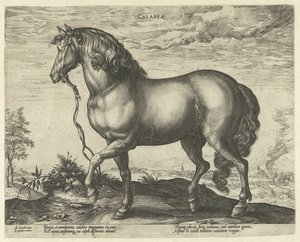 Pferd aus Kalabrien von Hendrick Goltzius