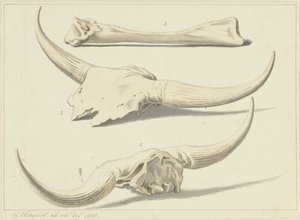 Fossile Knochen eines Auerochsen, gefunden während der Überschwemmung, 1809 von Hendrik Hoogers