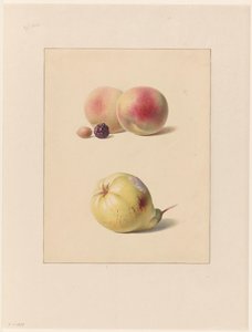 Pfirsich, Brombeere und Haselnuss und eine Birne