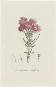 Phaenocoma prolifera von Hendrik Schwegman