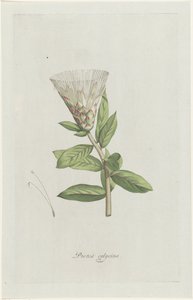 Protea calycina