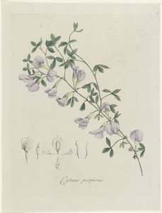 Purpur-Ginster