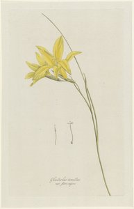 Schwertlilie (Gladiolus carinatus Aiton)