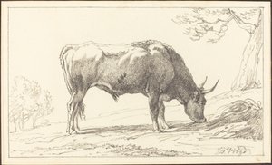 Ein junger Stier beim Grasen