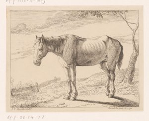 Pferd (Verschiedene Tiere)