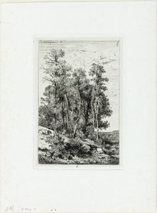 Birken und Eichen