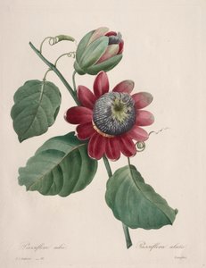 Choix des plus belles fleurs...plus beaux fruits: Passiflore ailee, 1827