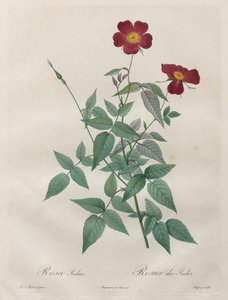 Die Rosen: Rosa indica, 1817-1824