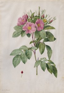 Weiderose Rosa Carolina Corymbosa