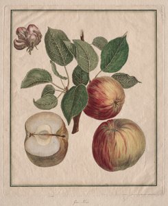 Apfel mit Blatt und Blüten, 1768 von Henri Louis Duhamel du Monceau