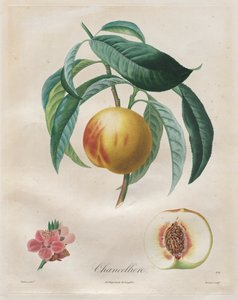 Abhandlung über Obstbäume: Kanzlerin, 1808-1835 von Henri Louis Duhamel du Monceau