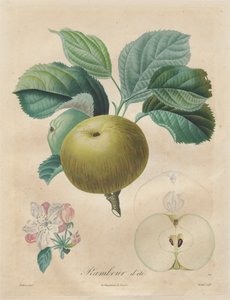 Abhandlung über Obstbäume: Rambour d