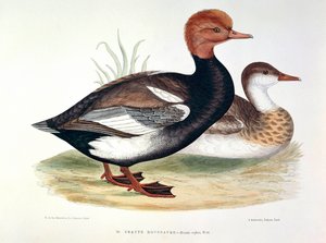 Darstellung einer Rothaubentaucher-Platte von H. Blanchere von Henri de la Blanchere