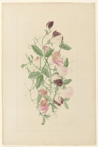 Duftwicken von Henrietta Benson Homer