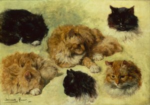 Studien von Katzen