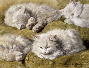 Studien einer langhaarigen weißen Katze, 1896 von Henriëtte Ronner Knip