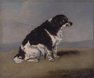 Der Spaniel der Herzogin von York