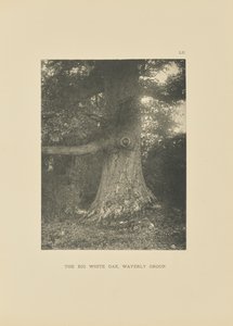 Die große Weißeiche, Waverly-Gruppe