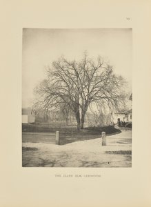 Die Clark-Ulme, Lexington
