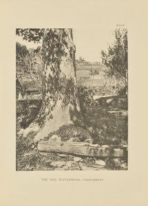 Der Reis-Buttonwood, Charlemont von Henry Brooks