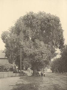 Die Whittemore-Ulme, Arlington