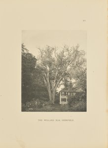 Die Willard-Ulme, Deerfield