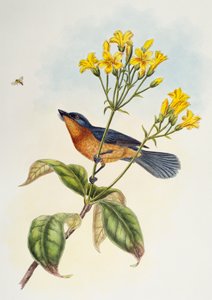 Breitschnabelschnäpper (Myiagra ruficollis), aus Birds of Asia