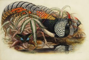 Lady Amhersts Fasan von Henry Constantine Richter