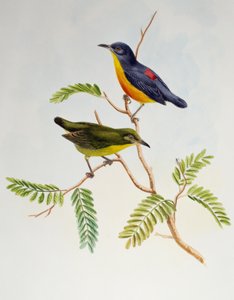 Orangebauch-Blütenpicker (Dicaeum trigonostigma), aus Birds of Asia von Henry Constantine Richter