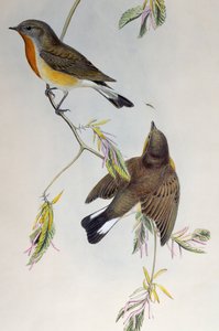 Zwergschnäpper (Ficedula parva), aus Vögel Großbritanniens
