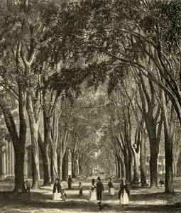 Die New-Haven Ulmen, 1874