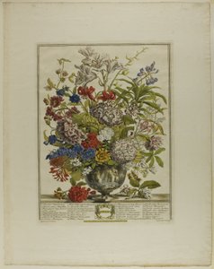 Juli, aus Zwölf Monate Blumen von Henry Fletcher
