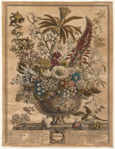 Zwölf Monate der Blumen: Dezember